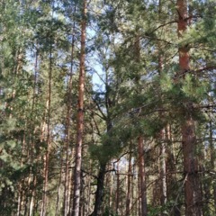 База отдыха Pine House, Шигонский район, Самарская область