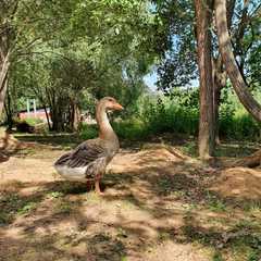 Парк-отель Три Медведя, Верхнеуслонский район, Татарстан