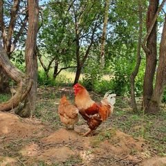 Парк-отель Три Медведя, Верхнеуслонский район, Татарстан