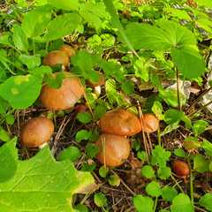 Парк-отель Три Медведя, Верхнеуслонский район, Татарстан