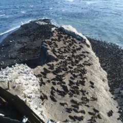 База отдыха Сахалинские путешествия, Холмогорский район, Сахалинская область