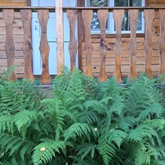 Усадьба Цвет папоротника , поселок Катунь, Алтайский край