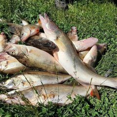 Рыболовная база Камский бережок , Камское Устье, Татарстан