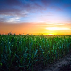 Глэмпинг Petrushka.Просторы, Раменский район, Московская область