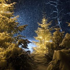 Гостевой дом Медовое Форест, Дмитровский район, Московская область