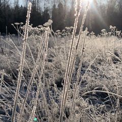 Гостевой дом Медовое Форест, Дмитровский район, Московская область