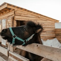 Загородный комплекс Farm&Village, Рамонский район, Воронежская область