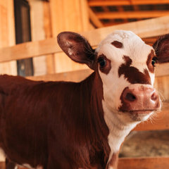 Загородный комплекс Farm&Village, Рамонский район, Воронежская область