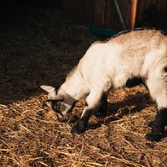 Загородный комплекс Farm&Village, Рамонский район, Воронежская область