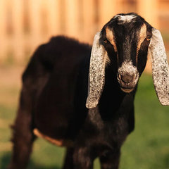 Загородный комплекс Farm&Village, Рамонский район, Воронежская область