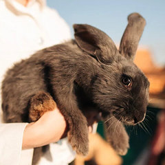 Загородный комплекс Farm&Village, Рамонский район, Воронежская область