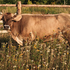 Загородный комплекс Farm&Village, Рамонский район, Воронежская область