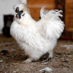 Загородный комплекс Farm&Village, Рамонский район, Воронежская область