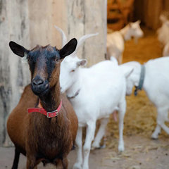Загородный комплекс Farm&Village, Рамонский район, Воронежская область