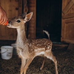Загородный комплекс Farm&Village, Рамонский район, Воронежская область