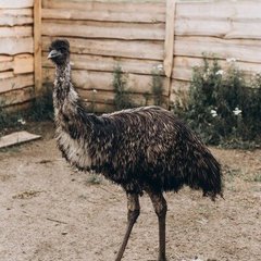 Загородный комплекс Farm&Village, Рамонский район, Воронежская область