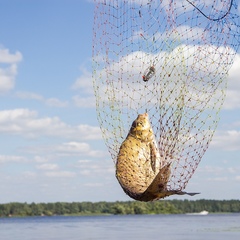 Клуб отдыха Грин форест (Green Forest), Конаковский район, Тверская область