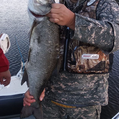 Клуб отдыха Грин форест (Green Forest), Конаковский район, Тверская область