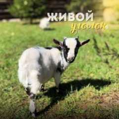 База отдыха Лесная Сказка 2, Всеволожский район, Ленинградская область