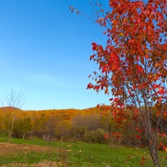 База отдыха Глэмпинг парк Манамур, Хабаровский край