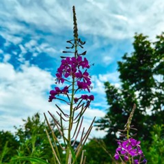 База отдыха Глэмпинг парк Манамур, Хабаровский край