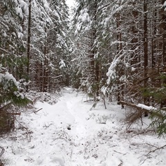 Глэмпинг Белистрел, Судогодский район, Владимирская область