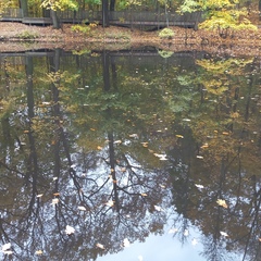 Глэмпинг Белистрел, Судогодский район, Владимирская область
