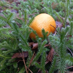 Глэмпинг Белистрел, Судогодский район, Владимирская область
