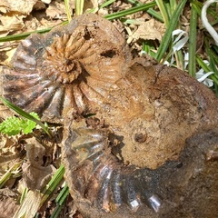 Глэмпинг Белистрел, Судогодский район, Владимирская область