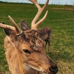 Глэмпинг Vazuza Love, Гагаринский район, Смоленская область