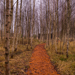 Глэмпинг Vazuza Love, Гагаринский район, Смоленская область