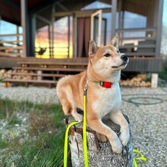 Гостевой дом Домик в Икше, Дмитровский район, Московская область