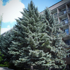 Санаторий Голубые ели, Республика Кабардино-Балкария