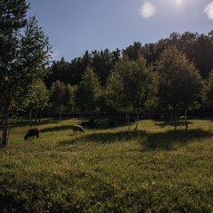База отдыха Таруса Лайф, Тарусский район, Калужская область