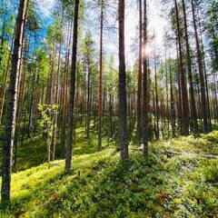 База отдыха Ёкиранта, Пряжинский район, Республика Карелия