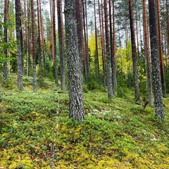 База отдыха Ёкиранта, Пряжинский район, Республика Карелия