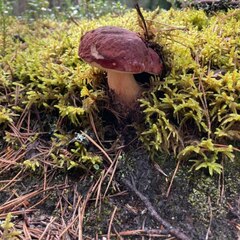 База отдыха Ёкиранта, Пряжинский район, Республика Карелия