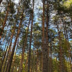 База отдыха Дух Тайги, Дивногорск, Красноярский край