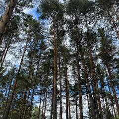 База отдыха Дух Тайги, Дивногорск, Красноярский край