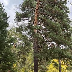 База отдыха Дух Тайги, Дивногорск, Красноярский край