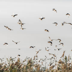 Загородный комплекс Уткино Кантри Хаус, Семикаракорский район, Ростовская область