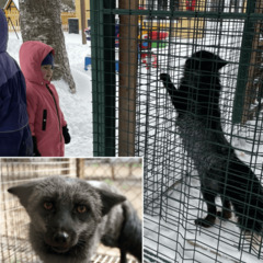 Коттеджный комплекс Куршевель 47, Всеволожский район, Ленинградская область