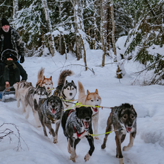 Глэмпинг Lago Ladoga, Сортавала, Республика Карелия