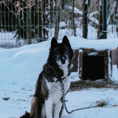 Глэмпинг Lago Ladoga, Сортавала, Республика Карелия