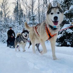 Глэмпинг Lago Ladoga, Сортавала, Республика Карелия