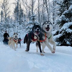Глэмпинг Lago Ladoga, Сортавала, Республика Карелия