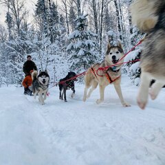 Глэмпинг Lago Ladoga, Сортавала, Республика Карелия