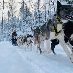 Глэмпинг Lago Ladoga, Сортавала, Республика Карелия