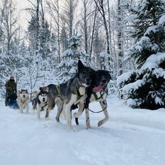 Глэмпинг Lago Ladoga, Сортавала, Республика Карелия
