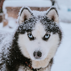 Глэмпинг Lago Ladoga, Сортавала, Республика Карелия